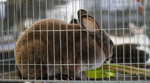 Rabbit Stock Photos