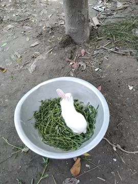 Rabbit 스톡 사진