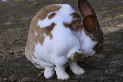 Rabbit Stock Photos