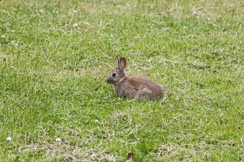 Rabbit Stock Photos
