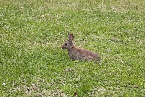 Rabbit Stock Photos