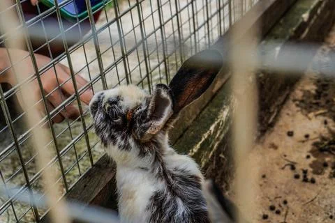Rabbit Stock Photos