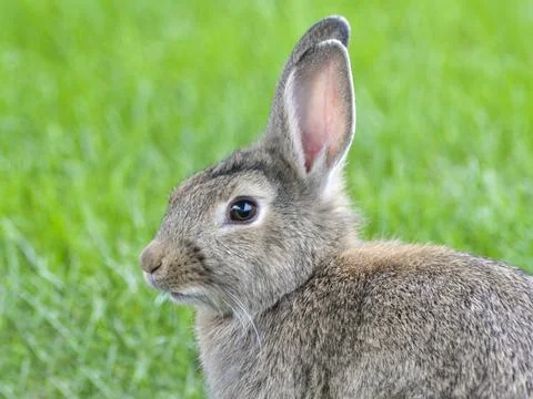 Rabbit Stock Photos