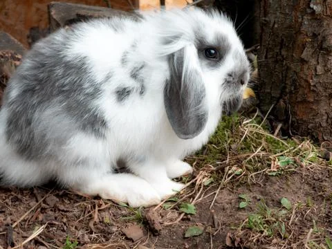 Rabbit Stock Photos