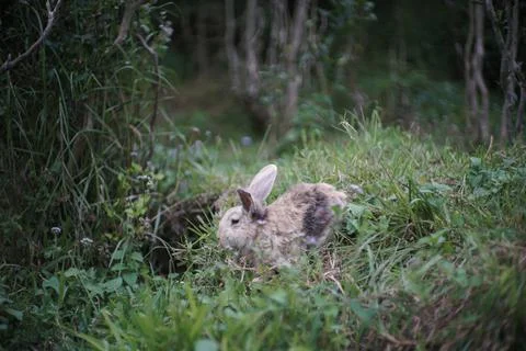 Rabbit playing on the grass Stock Photos