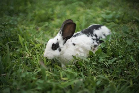 Rabbit playing on the grass Stock Photos