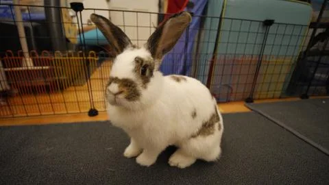 Rabbit In Playpen Stock Photos