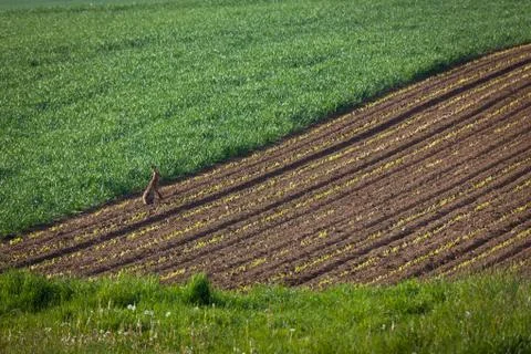 Rabbit on a plowed field Stock Photos
