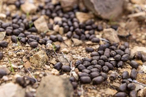 Rabbit Poop Stock-Fotos