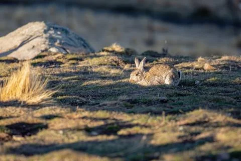 A Rabbit Pops Up Stock Photos