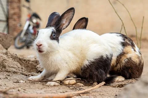 Rabbit portrait background Stock Photos