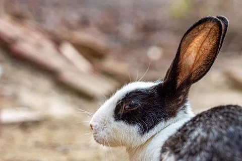 Rabbit portrait background Stock Photos