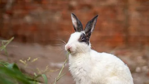 Rabbit portrait background Stock Photos