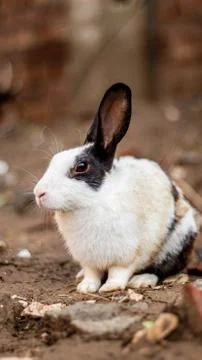Rabbit portrait background Stock Photos