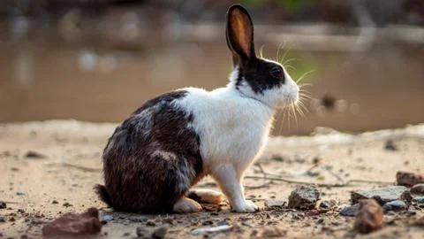 Rabbit portrait background Stock Photos