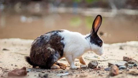 Rabbit portrait background Stock Photos