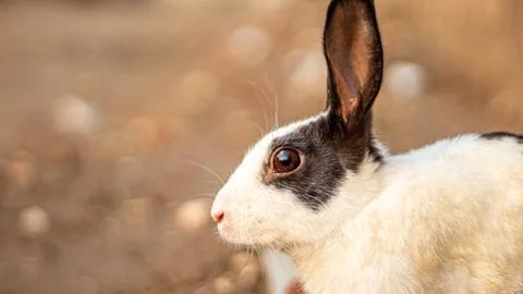 Rabbit portrait background Stock Photos