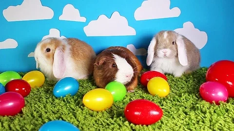 Rabbit rabbits easter egg colorful eggs cute pets animal animals Stock Footage 97652019