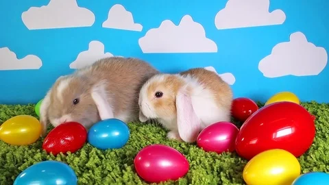 Rabbit rabbits easter egg colorful eggs cute pets animal animals Stock Footage 97652476