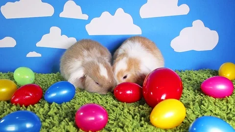 Rabbit rabbits easter egg colorful eggs cute pets animal animals Video stock 97652705