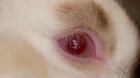 Rabbit, red eyes of rabbit side view Stock Footage 104577989