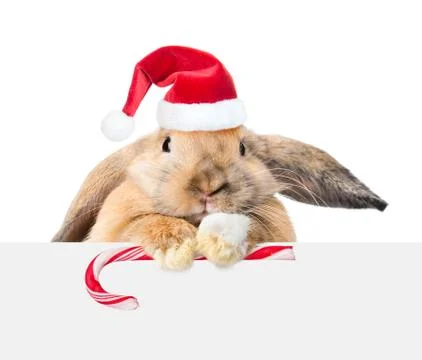 Rabbit in red santa hat looking over a signboard. Isolated on white backgroun Foto stock