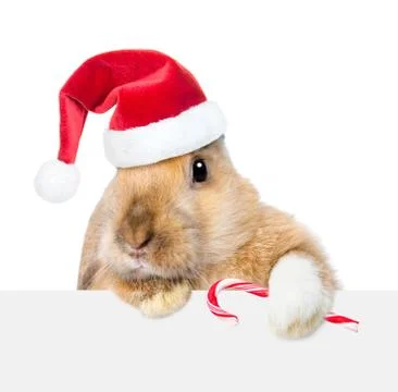 Rabbit in red santa hat looking over a signboard. Isolated on white backgroun Stock Photos