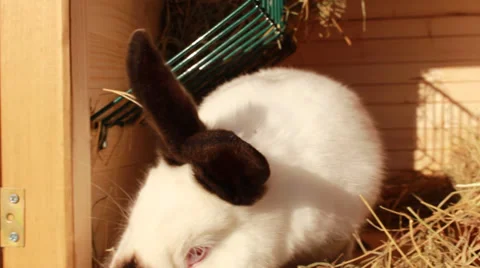 Rabbit relax on Stock Footage 34974070