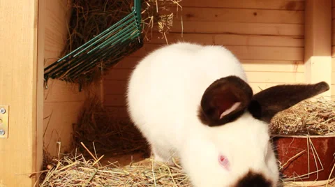 Rabbit relax on Vídeo Stock 34975174