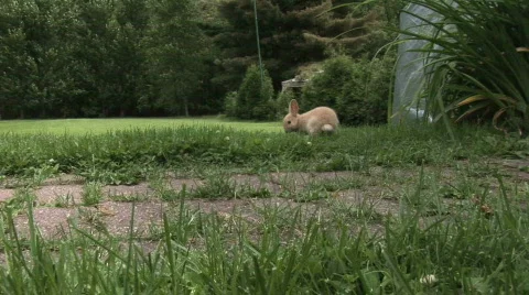 Rabbit relaxing 스톡 동영상 496798