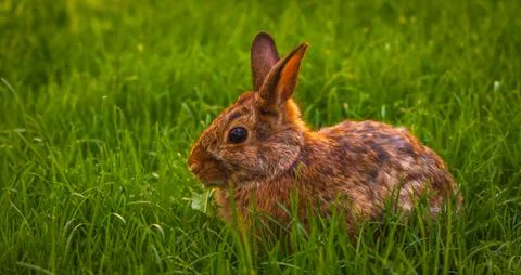 Rabbit relaxing in the grass Stock Photos