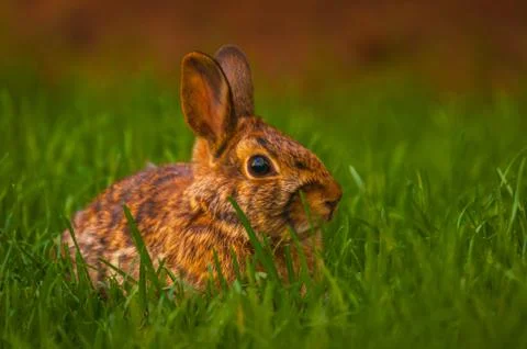 Rabbit relaxing in the grass Stock Photos