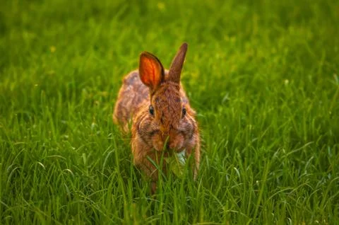 Rabbit relaxing in the grass Stock Photos