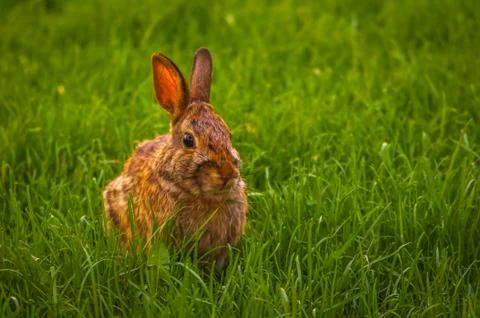 Rabbit relaxing in the grass Stock Photos
