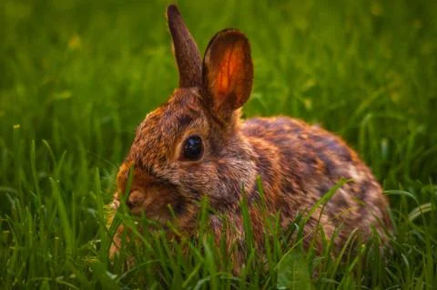 Rabbit relaxing in the grass Stock Photos