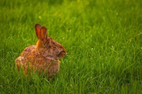 Rabbit relaxing in the grass Stock Photos