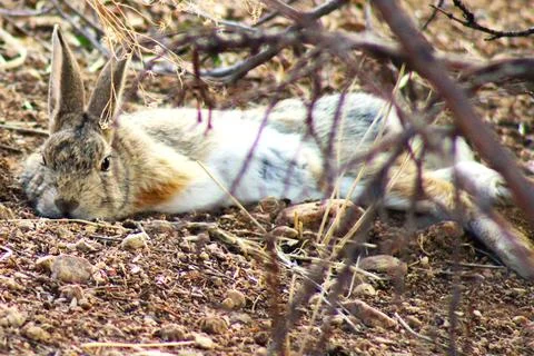 Rabbit relaxing in shade. Stock Photos
