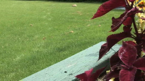 Rabbit relaxing view 2 Video stock 496803