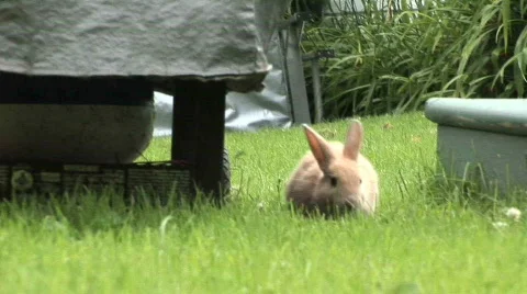 Rabbit relaxing view 4 스톡 동영상 496808