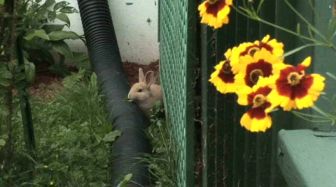 Rabbit relaxing view 6 Video stock 496817