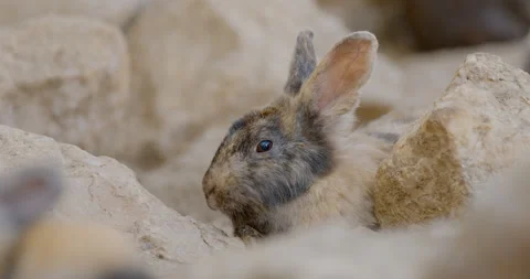 Rabbit rested calmly in the farm. Posting and look at camera Stock Footage 230063905