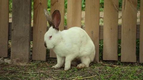 Rabbit Resting and Foraging in Nature Stock Footage 320979679