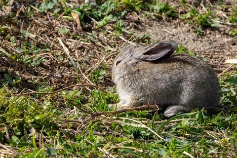 Rabbit resting on grass Stock Photos