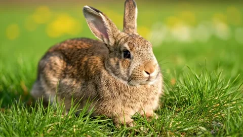 A rabbit is resting on the green grass in a spring meadow Stock Footage 330124881