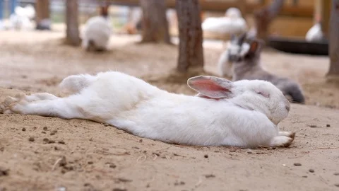 Rabbit resting lying on the ground on the farm Video stock 115062711