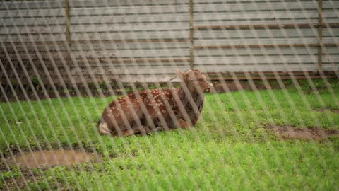Rabbit resting outdoors, Closeup view of rabbit in tranquil suburban setting Stock Footage 325087393