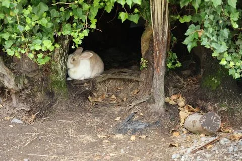Rabbit Resting Under Tree Roots Woodland Shelter Fotos Stock