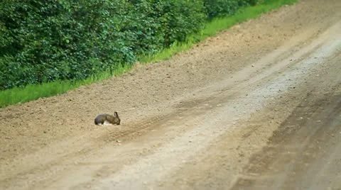 Rabbit on road. Stock Footage 10749933