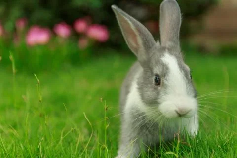 Rabbit run on grass look at camera Stock Photos