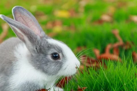 Rabbit run on grass Stock Photos